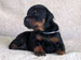 2,5 weeks