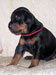 2,5 weeks