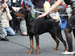 10 months, BOB, Best junior on CACIB show 