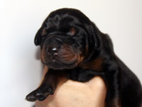 dobermann puppy