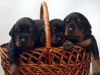 dobermann puppy