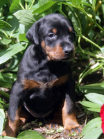 dobermann puppy