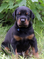 dobermann puppy