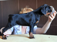 dobermann puppy