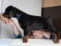 dobermann puppy