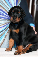 dobermann puppy