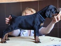 dobermann puppy