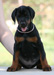 1,5 months