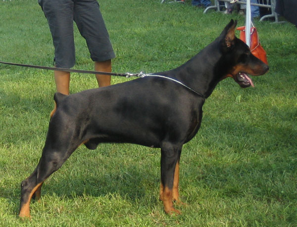 Indo_del_Diam_Nero1