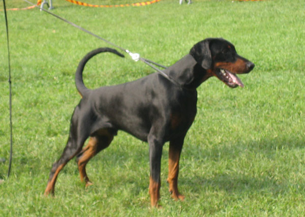 Tamlands_val_Garav