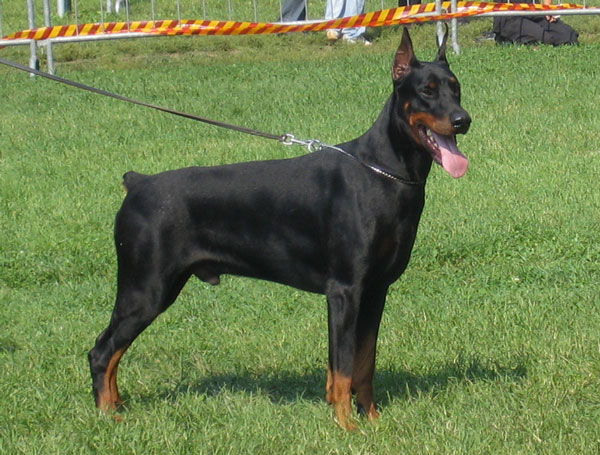 Tom-Dober_Hagi2