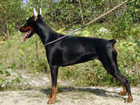 SJ La Perla