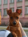 6 месяцев