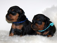 zwergpinscher's puppies